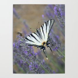 Lavender Flowers And A Beautiful Butterfly Photograph Poster