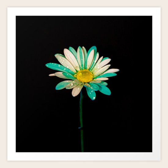 Daisy Art Print