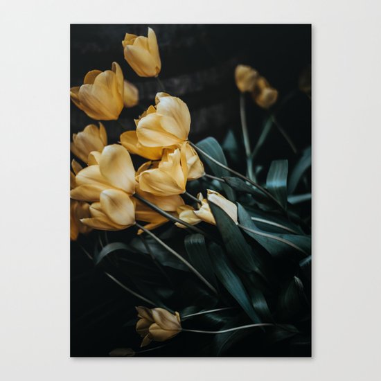 yellow tulips Canvas Print