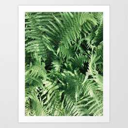 Ostrich Ferns  Art Print