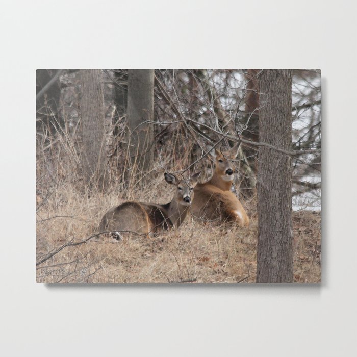 White-Tailed Deer Metal Print