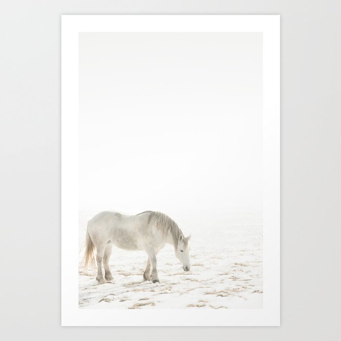 White Horse | Animal Photography Art Print