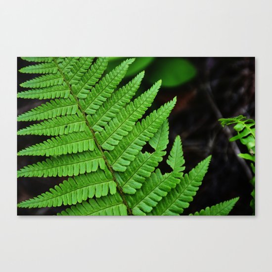 Bright Green Fern in the Forest Canvas Print