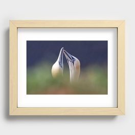 Gannets in love Recessed Framed Print