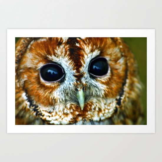 Owl Art Print