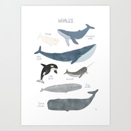 Whales  Art Print