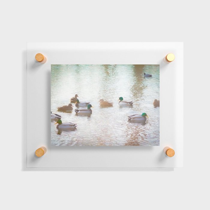Duck Pond Floating Acrylic Print