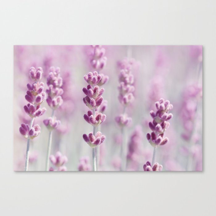 Lavender 0188 Canvas Print