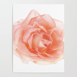Rose Translucent Poster