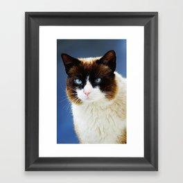 Blue eyed cat portrait | Pretty kitty in Capri, Italy | Mediterranean eyes fluffy cat Framed Art Print