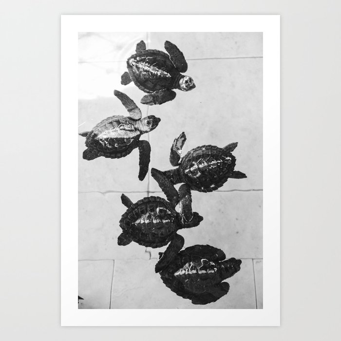 Baby sea turtles in on a island in Bali, Indonesia | Black and white animal photography | Art print Art Print