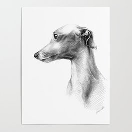 Delicate Italian Greyhound portrait Poster