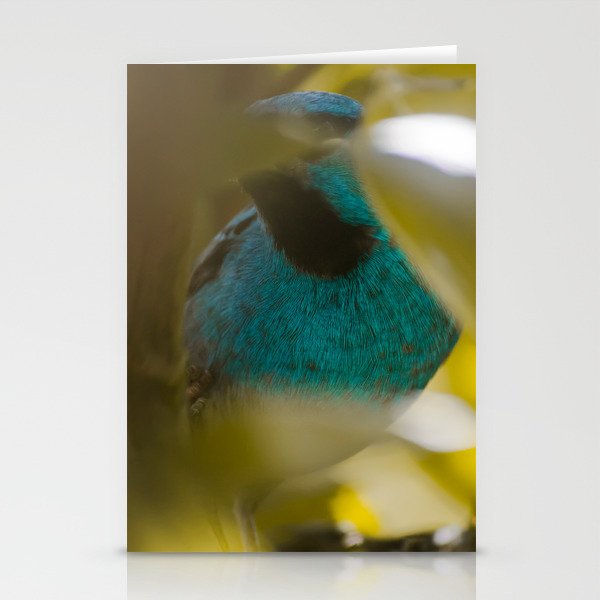 Blue Bird Stationery Cards