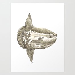 Ocean sunfish Mola Art Print