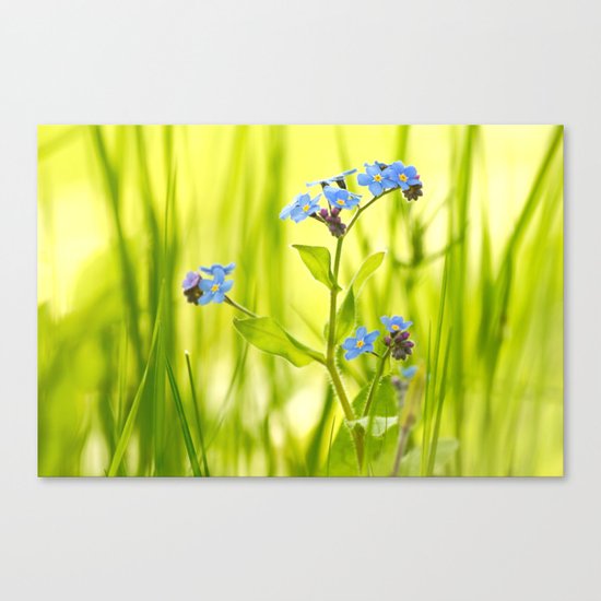 Lovely Morning Meadow Canvas Print