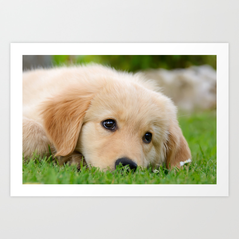 Golden Retriever Puppy Cute Dog Art Print By Kathomenden Society6