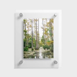 Charleston Cypress Gardens XXI Floating Acrylic Print