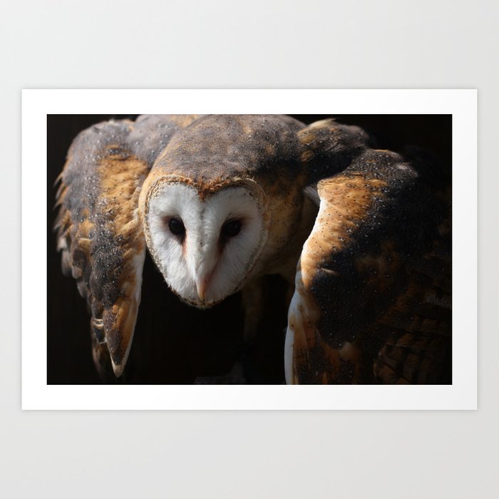 Barn Owl - Silent Hunter Art Print