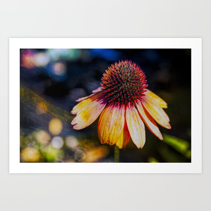 Cheerful and Bright Coneflower Art Print