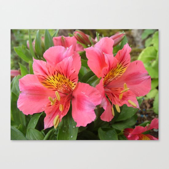 Pretty in Pink Canvas Print