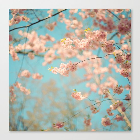 Dance of the Cherry Blossom Canvas Print