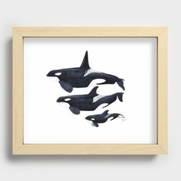 Orca (Orcinus orca) Recessed Framed Print