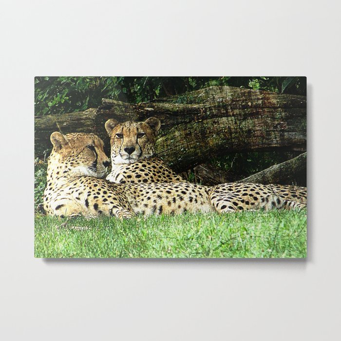 Two Cheetahs Lounging in Grass in Front of Log, Grunge Photograph Metal Print