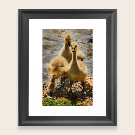 Birds Framed Art Print