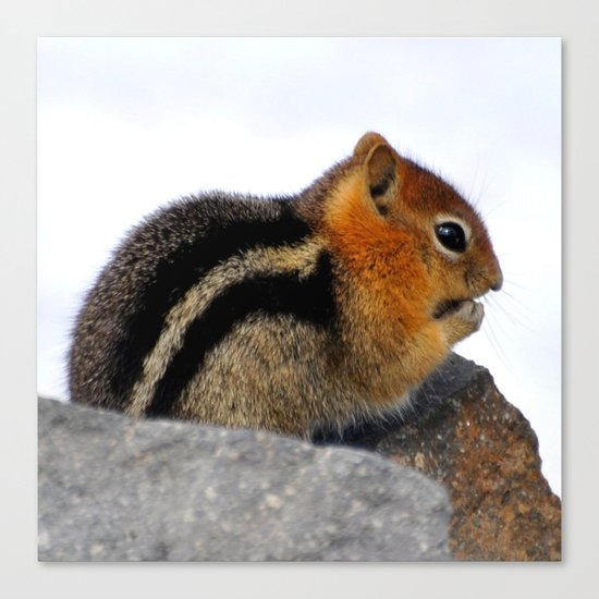 Furry Friend Canvas Print