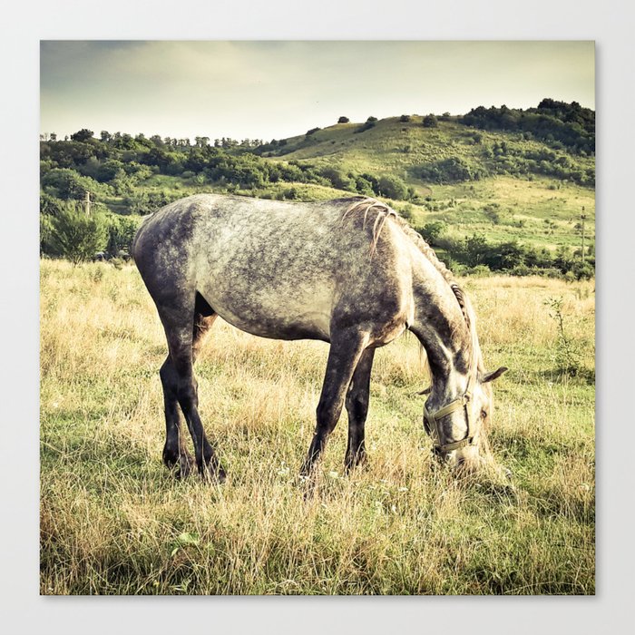 Arabian purebred grey young horse pasture in the countryside at golden hour Canvas Print