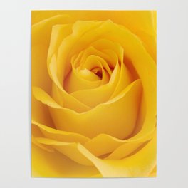 Yellow Rose Poster