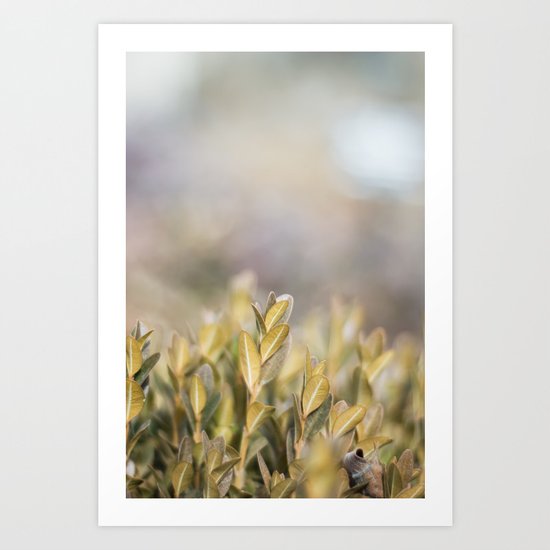 Boxwood in Winter Art Print