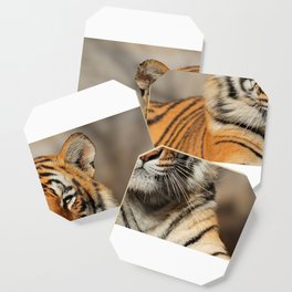 Close up portrait of a tiger Coaster