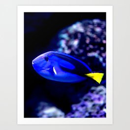 Blurry photo of a Blue Tang Fish Paracanthurus hepatus  in a Blue Sea Aquarium Art Print | Aquarium, Dive, Biology, Aquatic, Color, Photo, Animal, Beautiful, Beauty, Bright 
