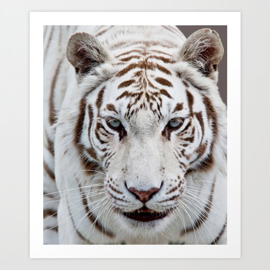 TIGER TIGER Art Print