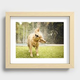 Dog shaking off water Recessed Framed Print