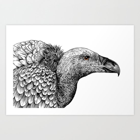 White-backed Vulture Art Print