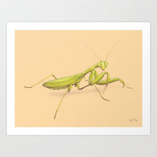 Praying Mantis by Lars Furtwaengler | Colored Pencil / Pastel Pencil | 2014 Art Print