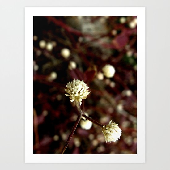 Blossoms in the university Art Print