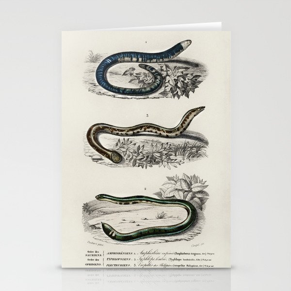 Spotted Worm Lizard, Blind Snakes, & Shield Tail Snakes Stationery Cards