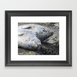 Happy Harbor Seals Framed Art Print