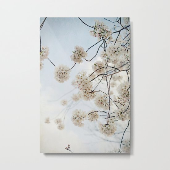 Sakura -- Spring Botanical, Cherry Blossoms Metal Print
