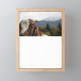 Look who's complaining, funny goat photo Framed Mini Art Print