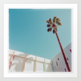 Palm Tree in Palm Springs, Mid Century Modern Photo Art Print