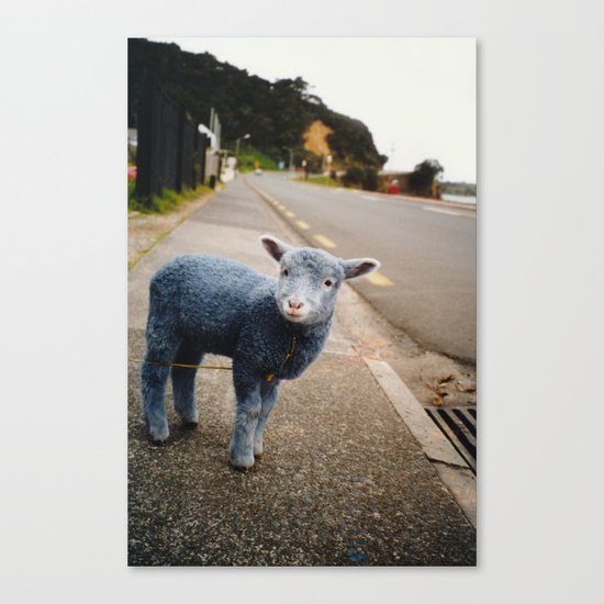 Blue? Sheep? Canvas Print