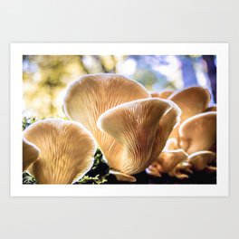 Chanterelle mushrooms in the forest Art Print