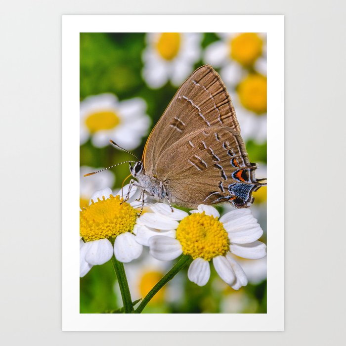 Butterfly Amongst the Flowers Photograph Art Print
