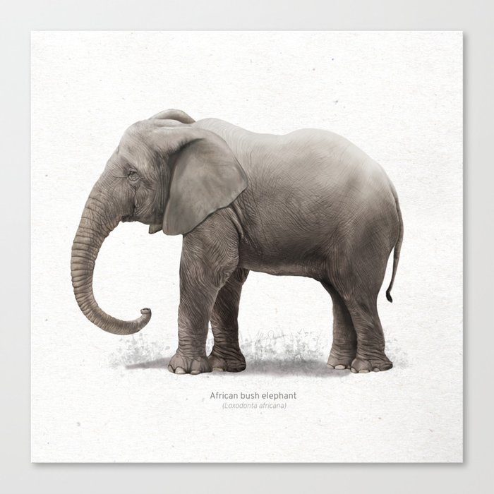 African elephant art print Canvas Print