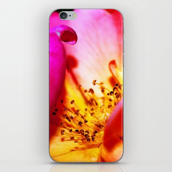 Rose Blush iPhone & iPod Skin