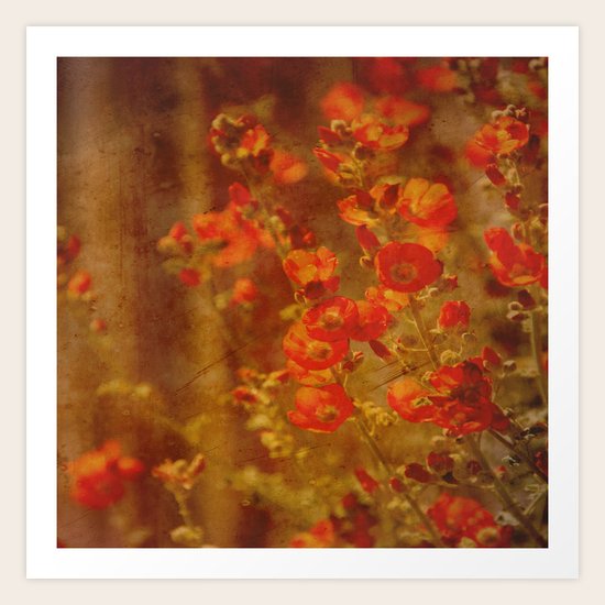 Serenade Art Print